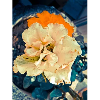 Yellow Hibiscus Hybrid Plant